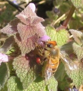 Bees of Winter Image